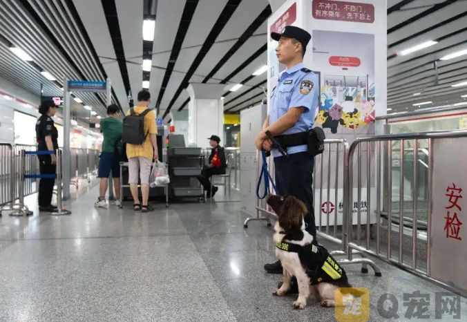 杭州地铁里的傲娇警犬火出圈